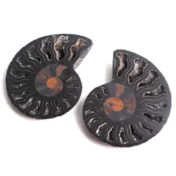 1 Pár Természetes Titokzatos Fekete Ammonite Fosszilis Shell Pár Ammonite Ékszer Medál Gyógyító Ásványi Példány