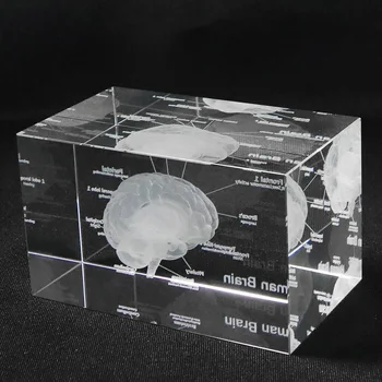3D-s Emberi Anatómiai Modell Papírnehezék Lézer Gravírozott Agy Kristály Üveg Kocka Anatómia Elme Neurológiai Gondolkodás Orvosi Tudomány Ajándék
