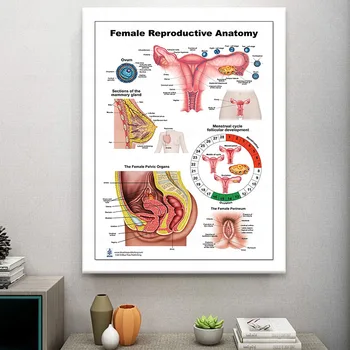 Női Reproduktív Anatómia Poszter Művészeti Anatómia Fizikai Terápia, Oktatás, Vászon Nyomatok Emberi Test Modell Testület Festmény, Grafika